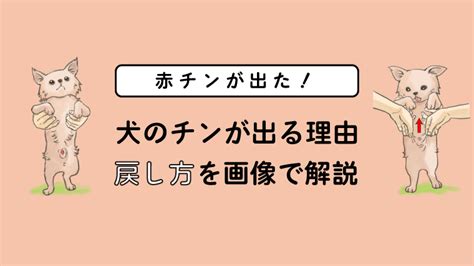 犬の赤チンが戻らない！チンが出る理由や。